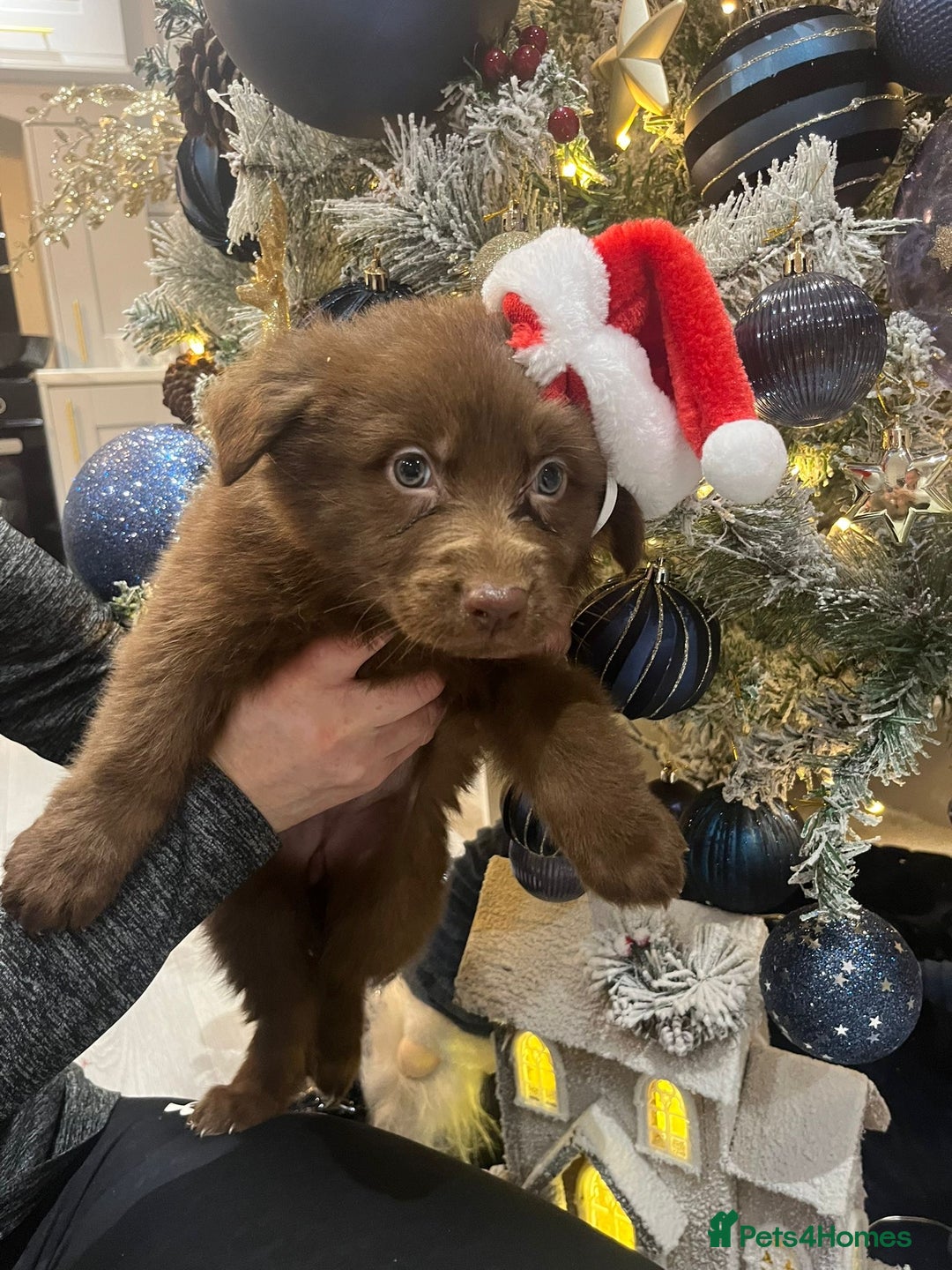 German Shepherd dogs for sale: Working KC GSD German shepherd puppies  - Advert 26