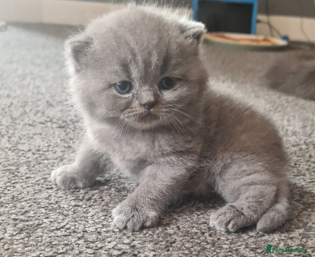 British Shorthair cats for sale: ✨ GCCF Registered British Shorthair Kittens ✨ - Image 19