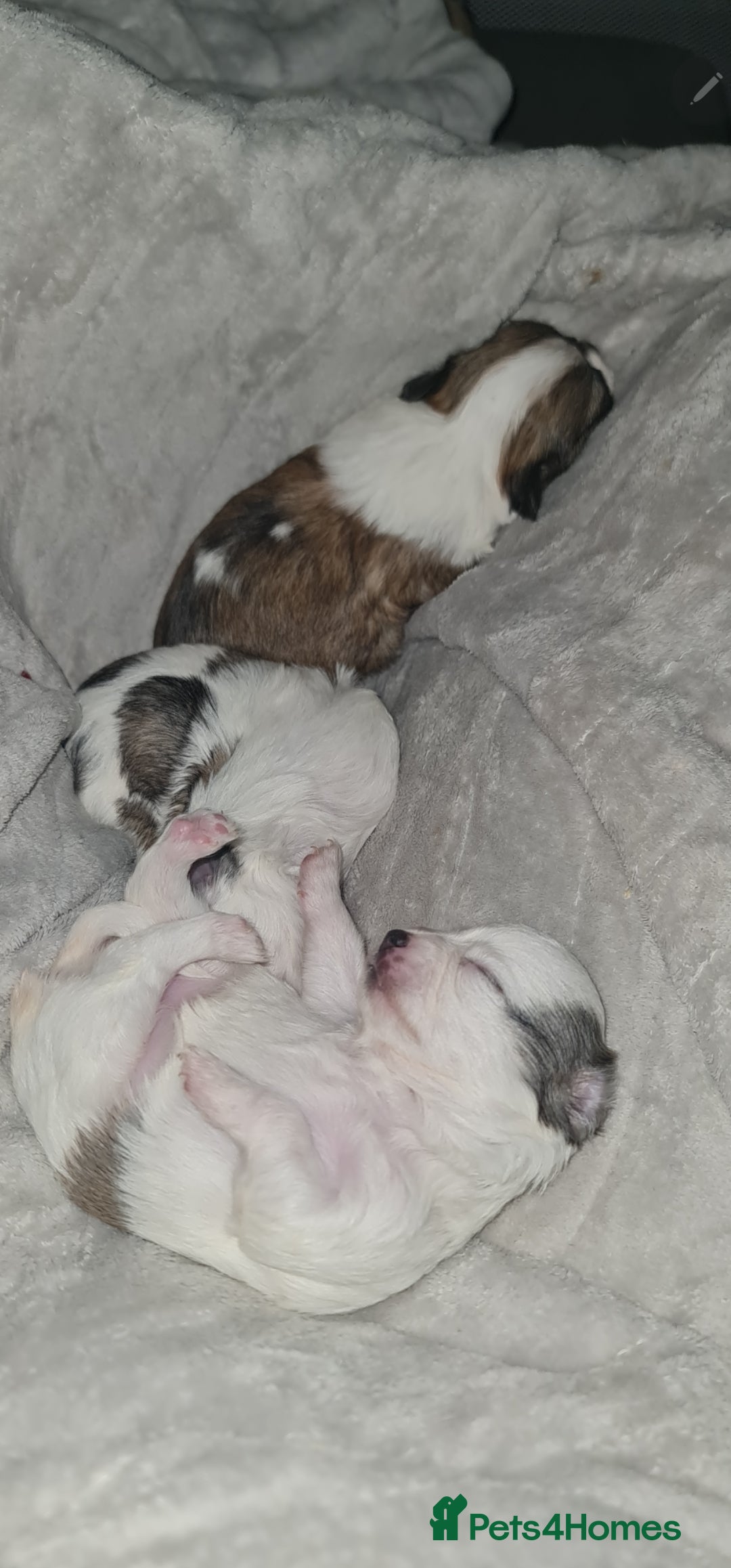 Chihuahua dogs for sale: Chihuahua for sale  - Advert 4