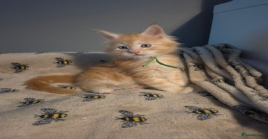 Maine Coon cats - Advert 1