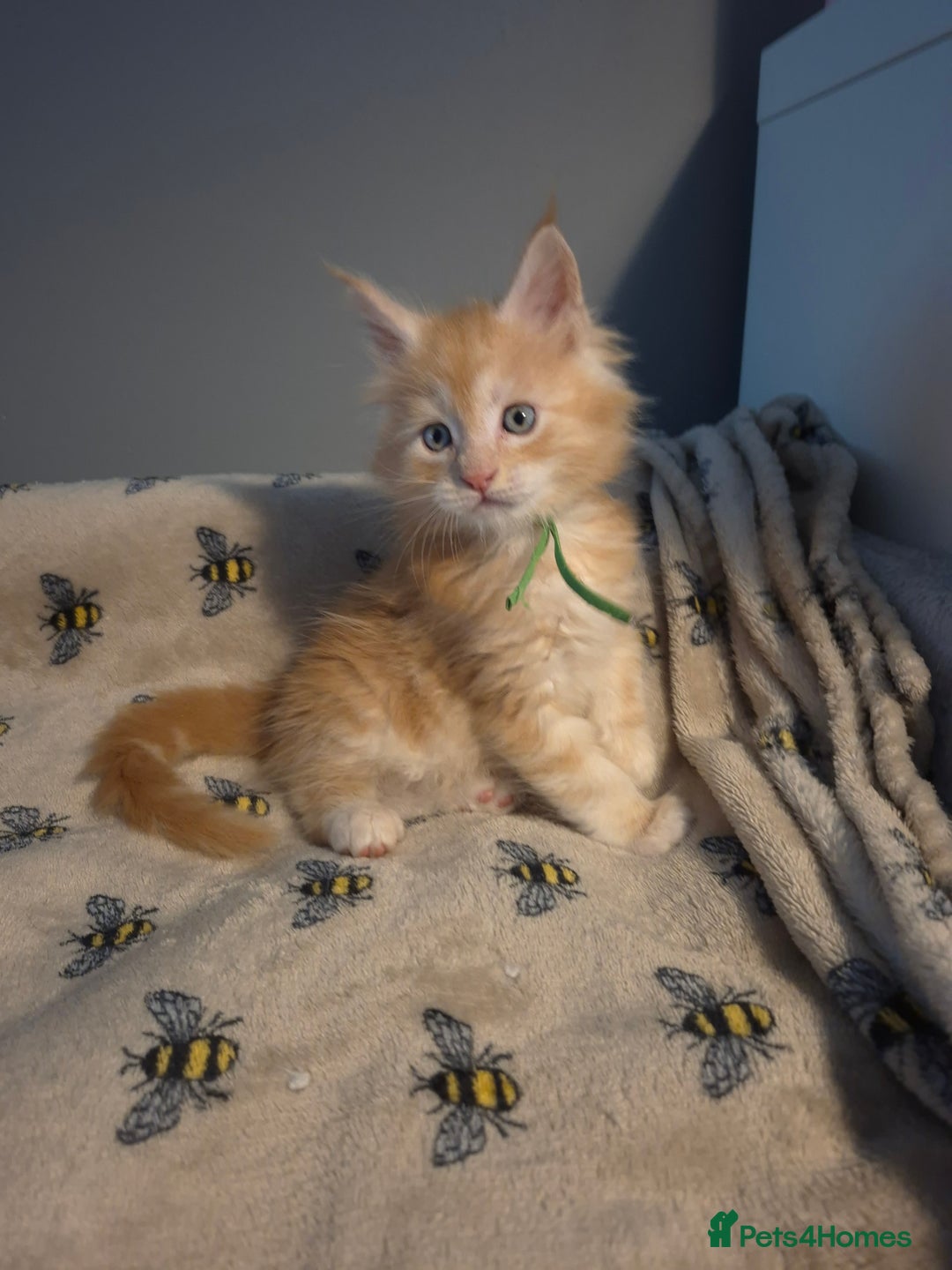 Maine Coon cats for sale: Gorgeous maine coon kittens - Image 2