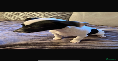 Jack Russell dogs - Advert 1