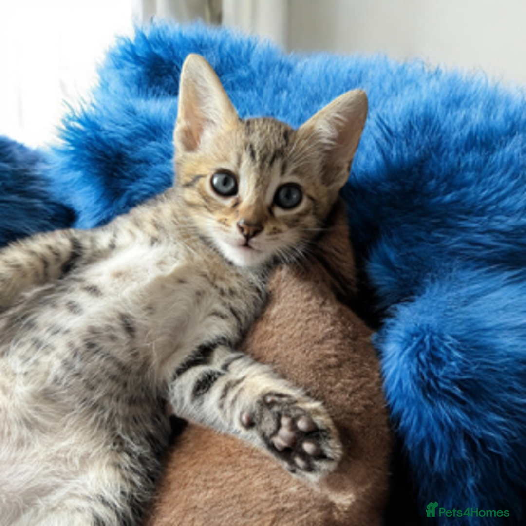 Oriental cats for sale: One Oriental Boy Left Looking for his forever home - Image 9