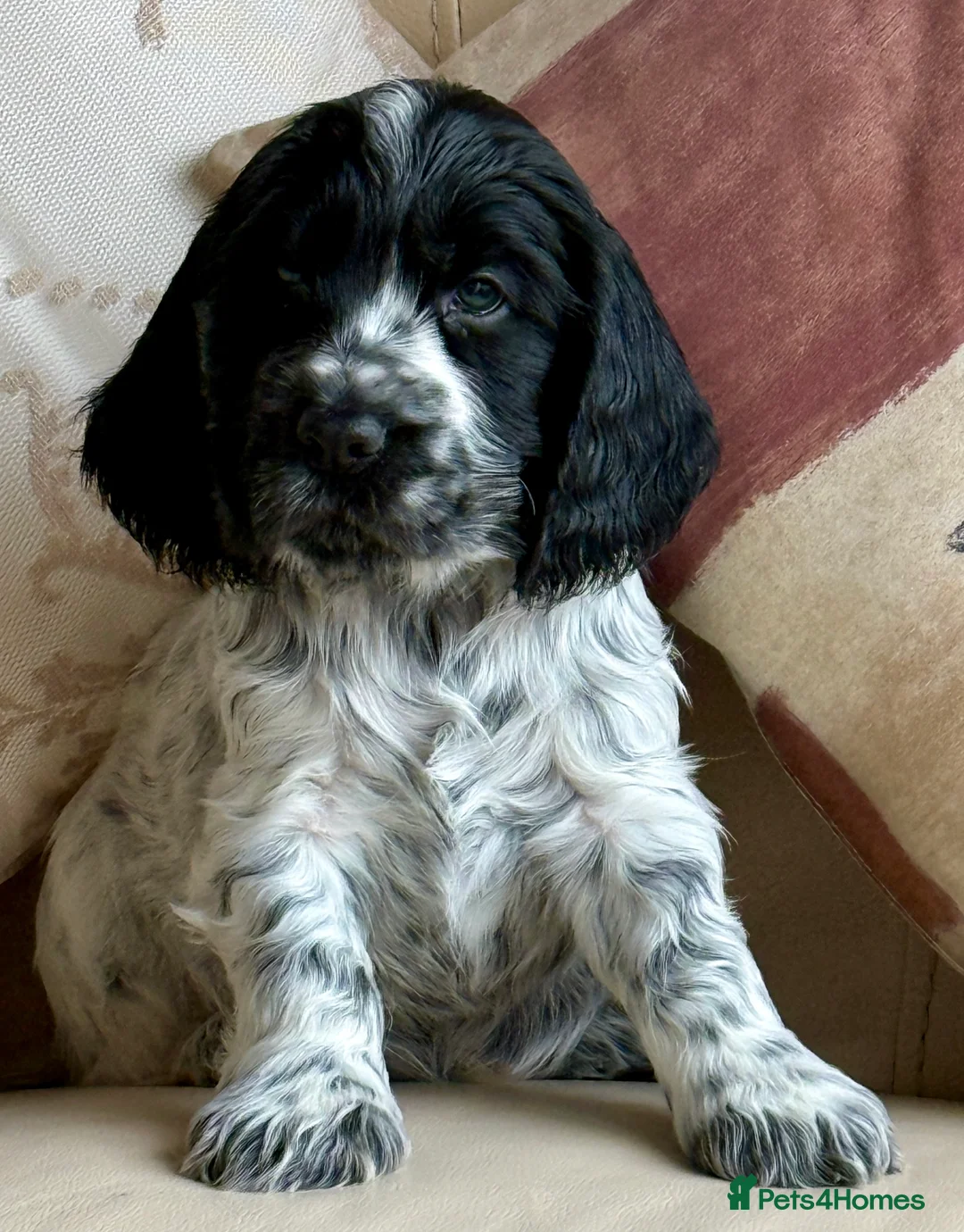 Cocker Spaniel dogs for sale: Exceptional Blue Roan Cocker Spaniel Puppies - Advert 6