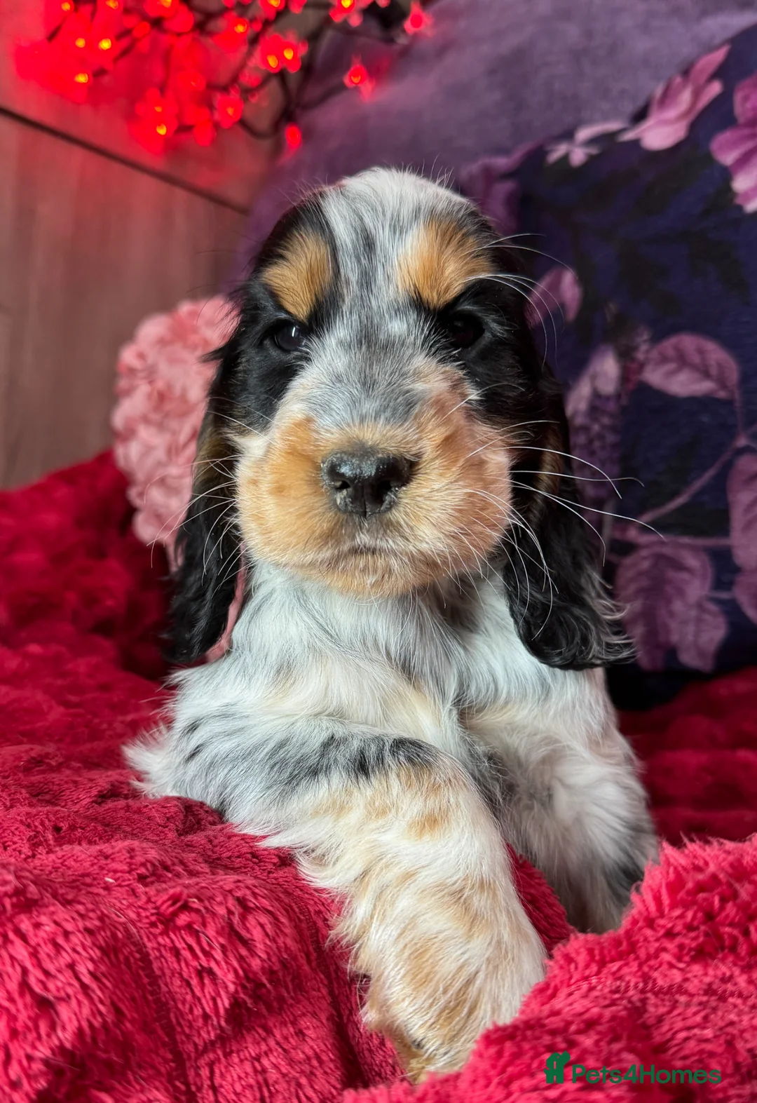 Cocker Spaniel dogs for sale: Extensively Health Tested, Top Quality pedigree  - Advert 22