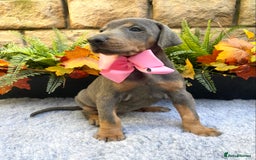 Dobermann dogs for sale: DOBERMAN PUPPIES (BOTH KC HEALTH TESTED PARENTS) - Image 19