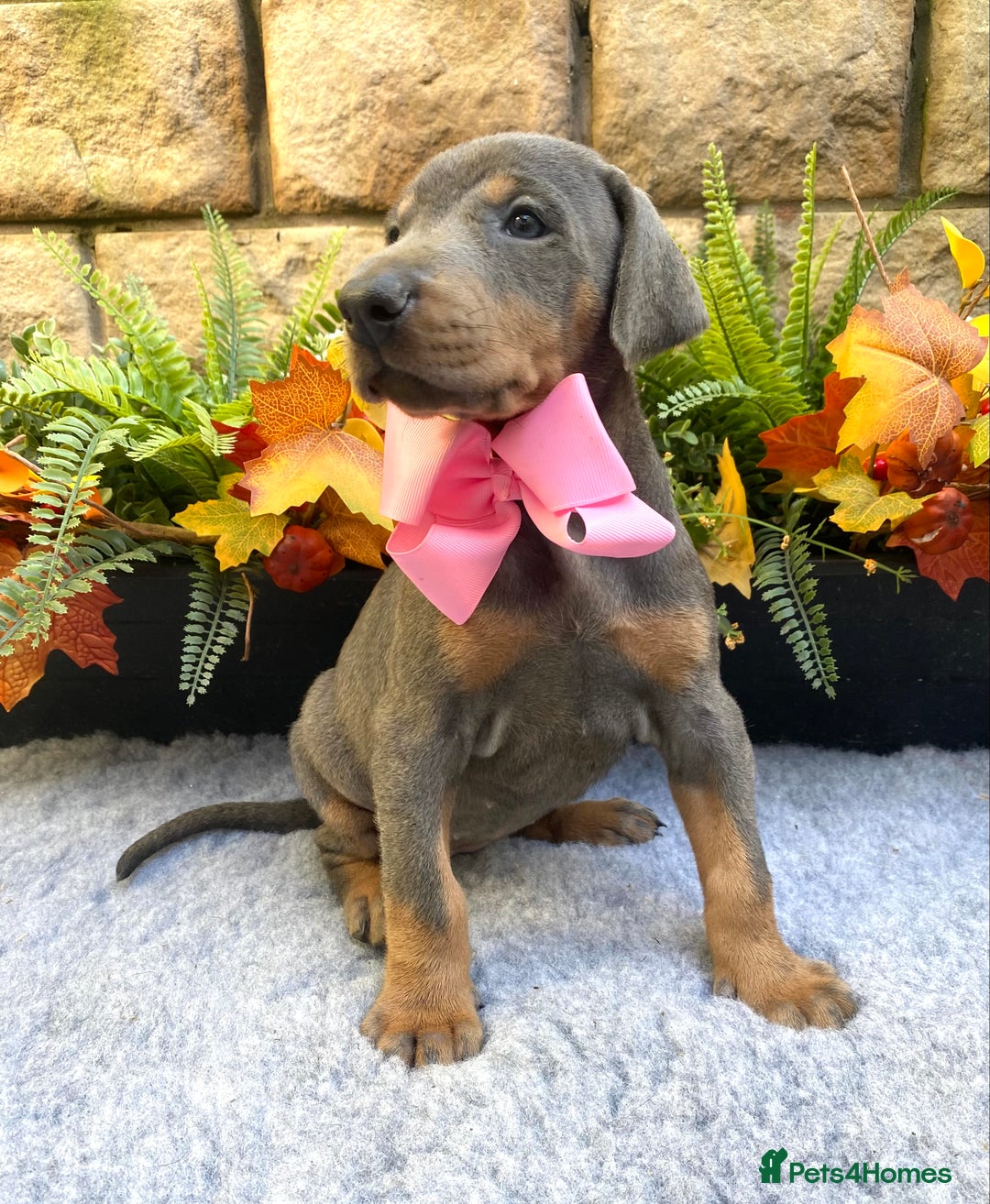 Dobermann dogs for sale: DOBERMAN PUPPIES (BOTH KC HEALTH TESTED PARENTS) - Image 19