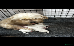 Cockapoo dogs for sale: YANKYDOODLES (COCKERPOOS) - Image 8