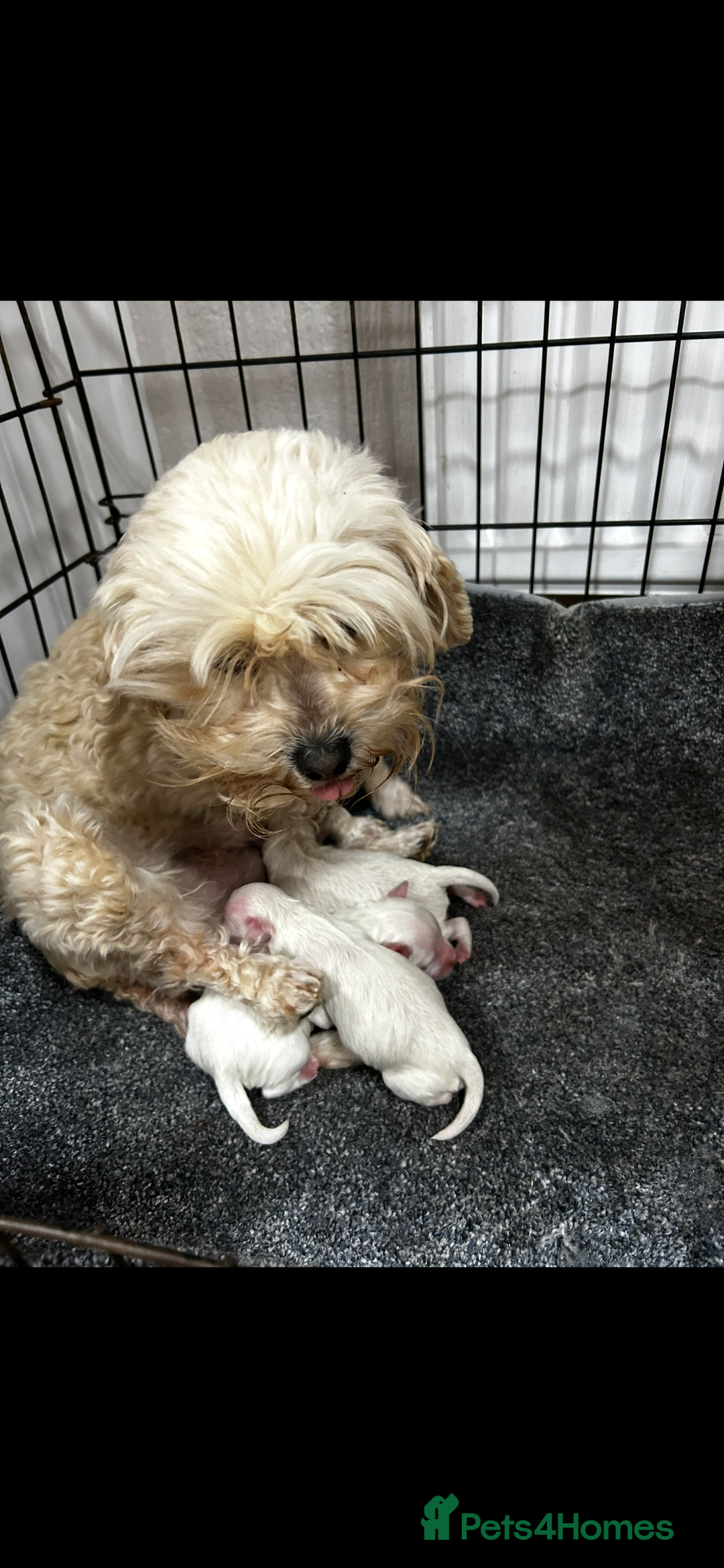Cockapoo dogs for sale: YANKYDOODLES (COCKERPOOS) - Image 8