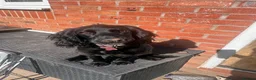 Cocker Spaniel dogs for sale: Cockerspaniel  in Tamworth - Advert 1