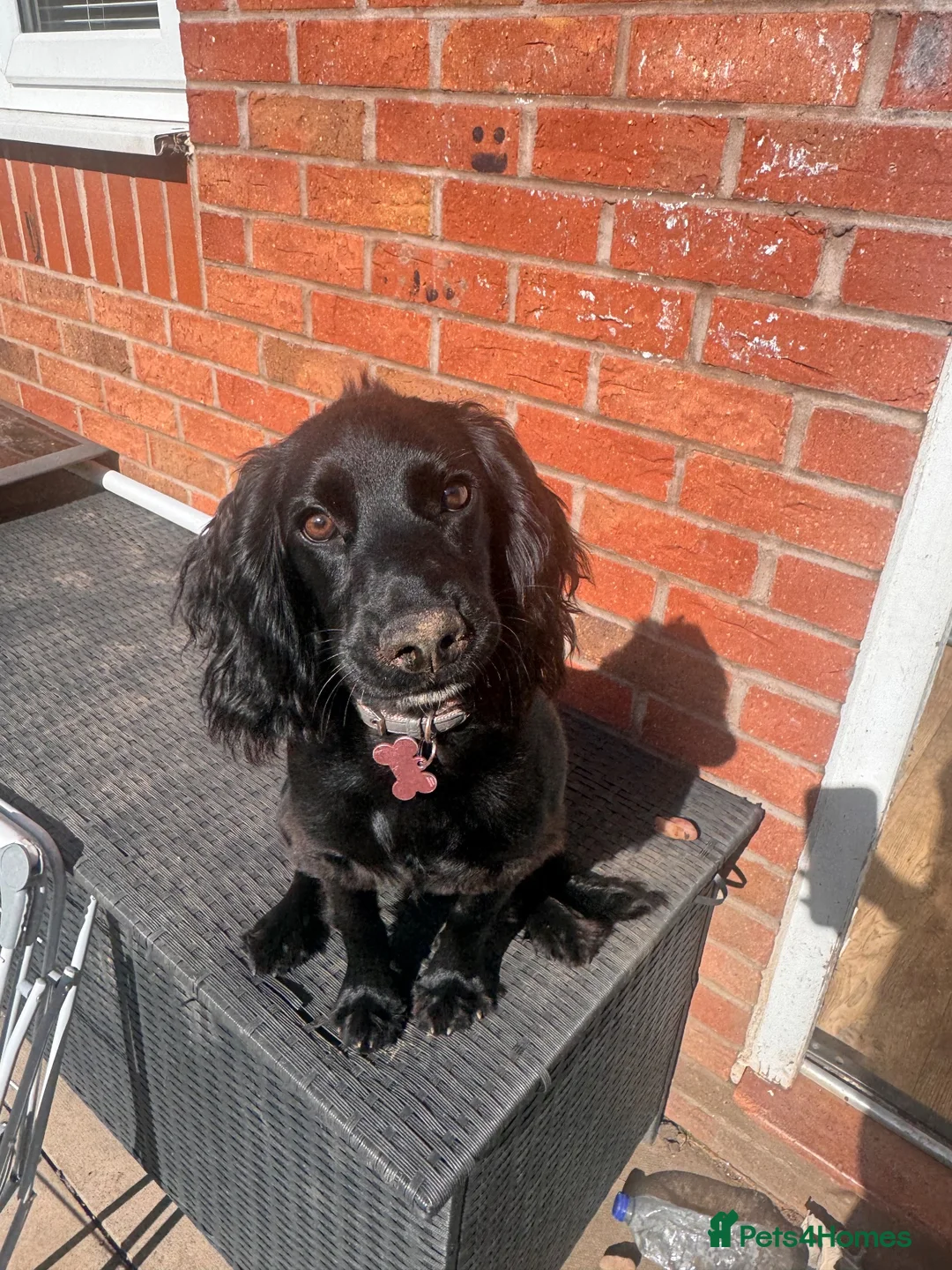 Cocker Spaniel dogs for sale: Cockerspaniel  in Tamworth - Advert 1