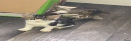 Mixed Breed cats for sale: Kittens for sale bradford - Advert 5