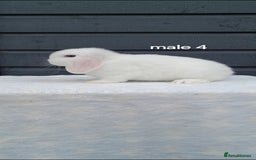 Mini Lop rabbits for sale: Purebred mini lop rabbits  - Advert 13