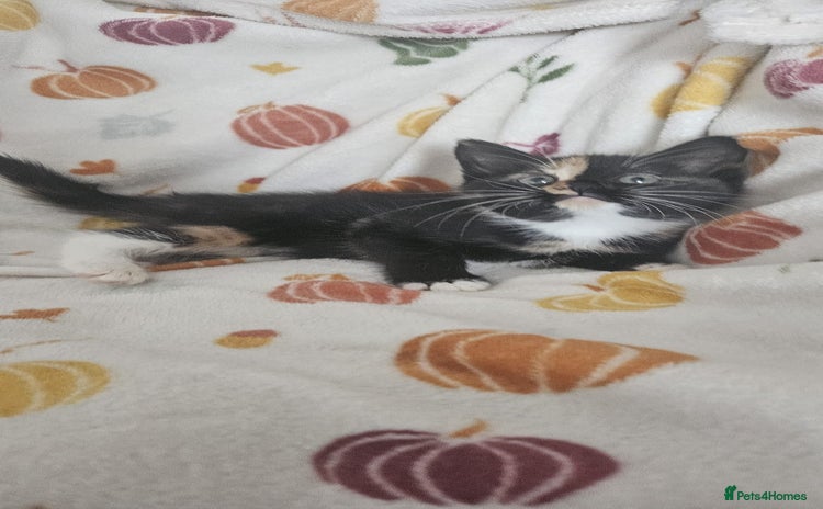 Mixed Breed cats - Advert 3