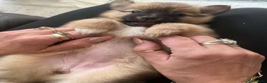 Pomeranian 3
