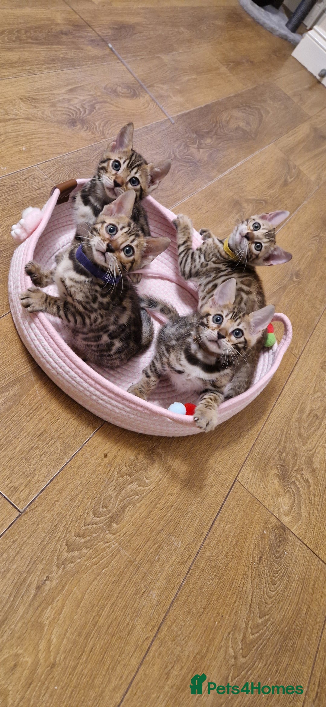 Bengal cats for sale: Beautiful kittens 🥰 - Advert 34