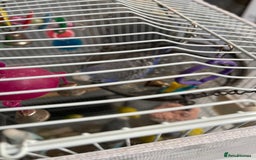 Budgerigars birds for sale: Budgies  - Advert 5