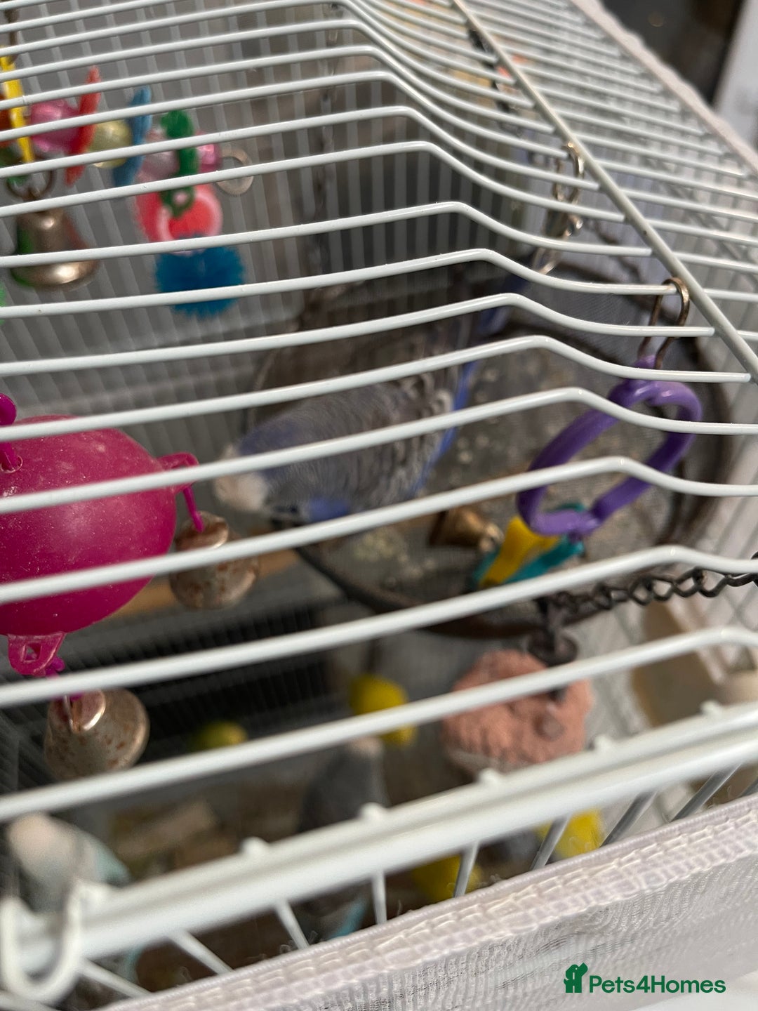 Budgerigars birds for sale: Budgies  - Advert 5