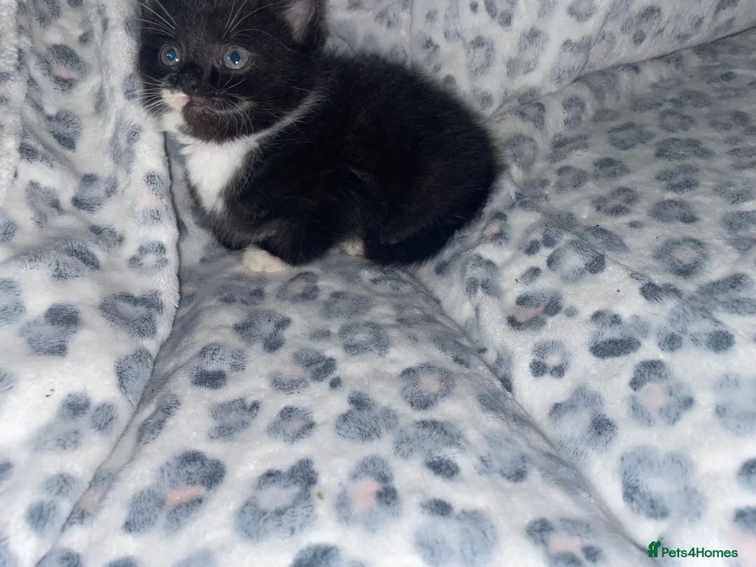 Mixed Breed cats for sale: ready to leave now! black and white kittens - Advert 15