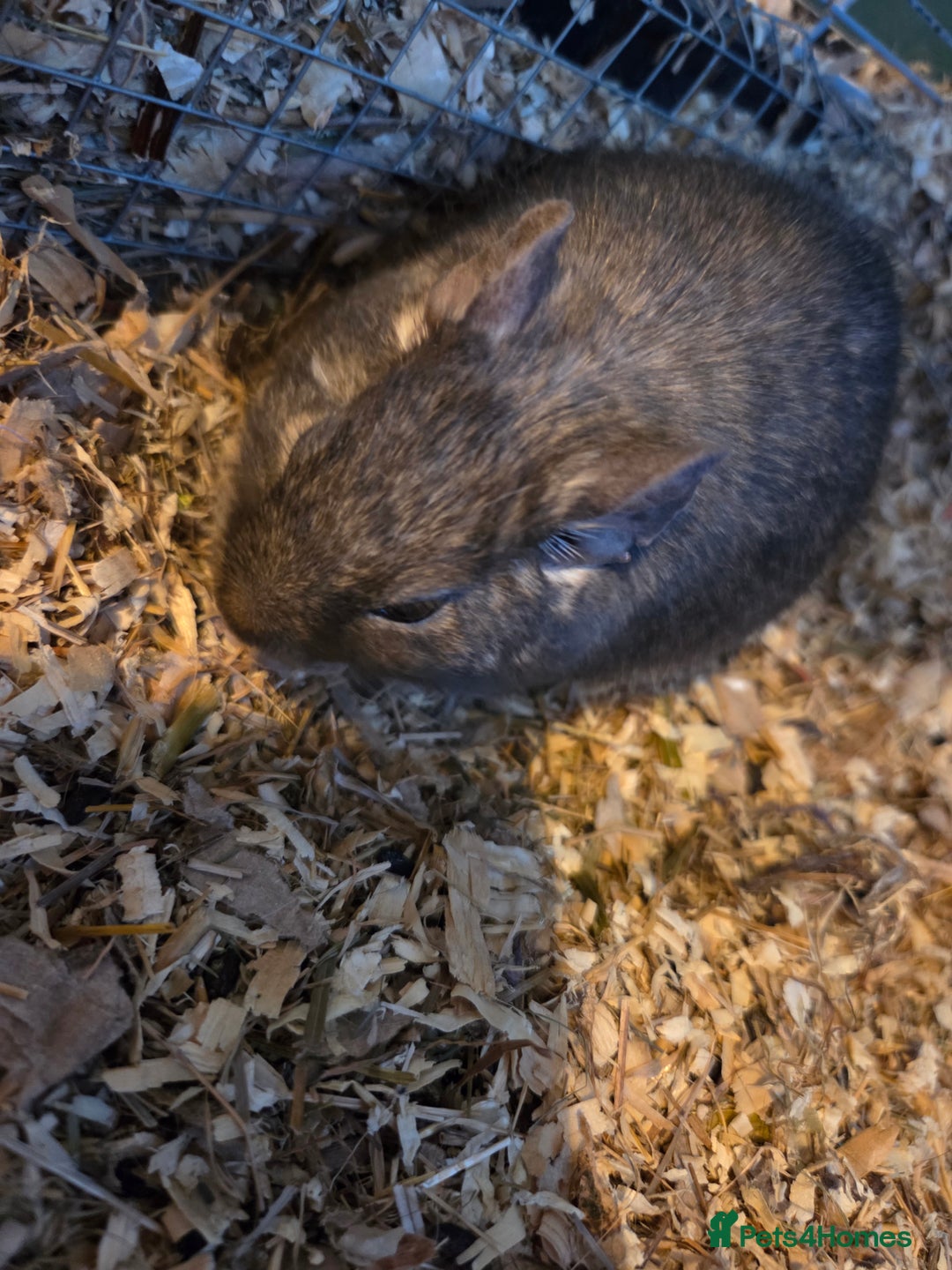 Degus rodents for sale: 2 x male degus - Advert 2