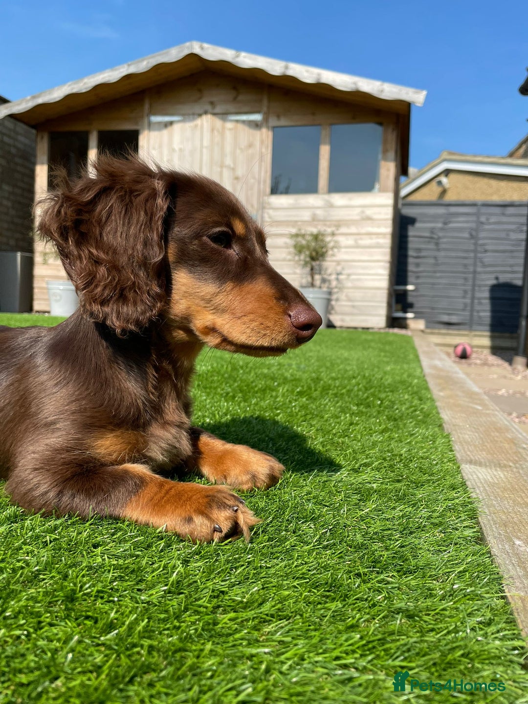 Miniature Dachshund dogs for stud: Long-haired miniature Dachshund in Hitchin - Advert 10