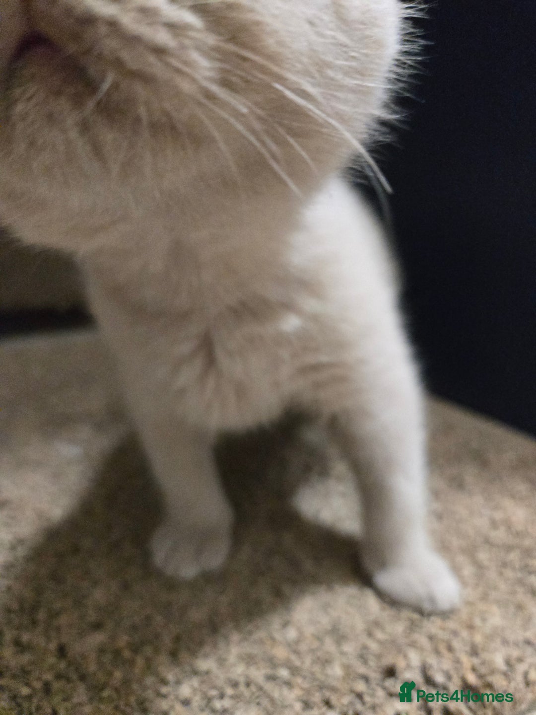 British Shorthair cats for sale: RARE Fawn British Shorthair Kitten £1000 - Advert 10