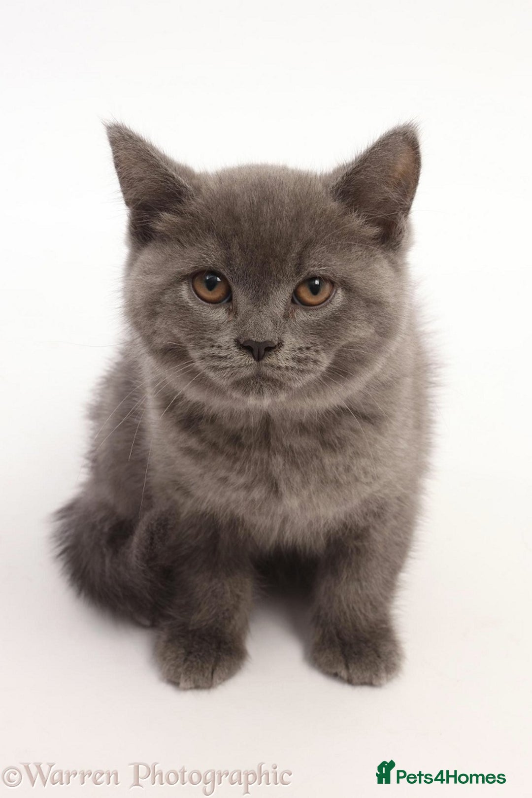 British Shorthair cats for sale: Adorable British Babies  - Advert 13