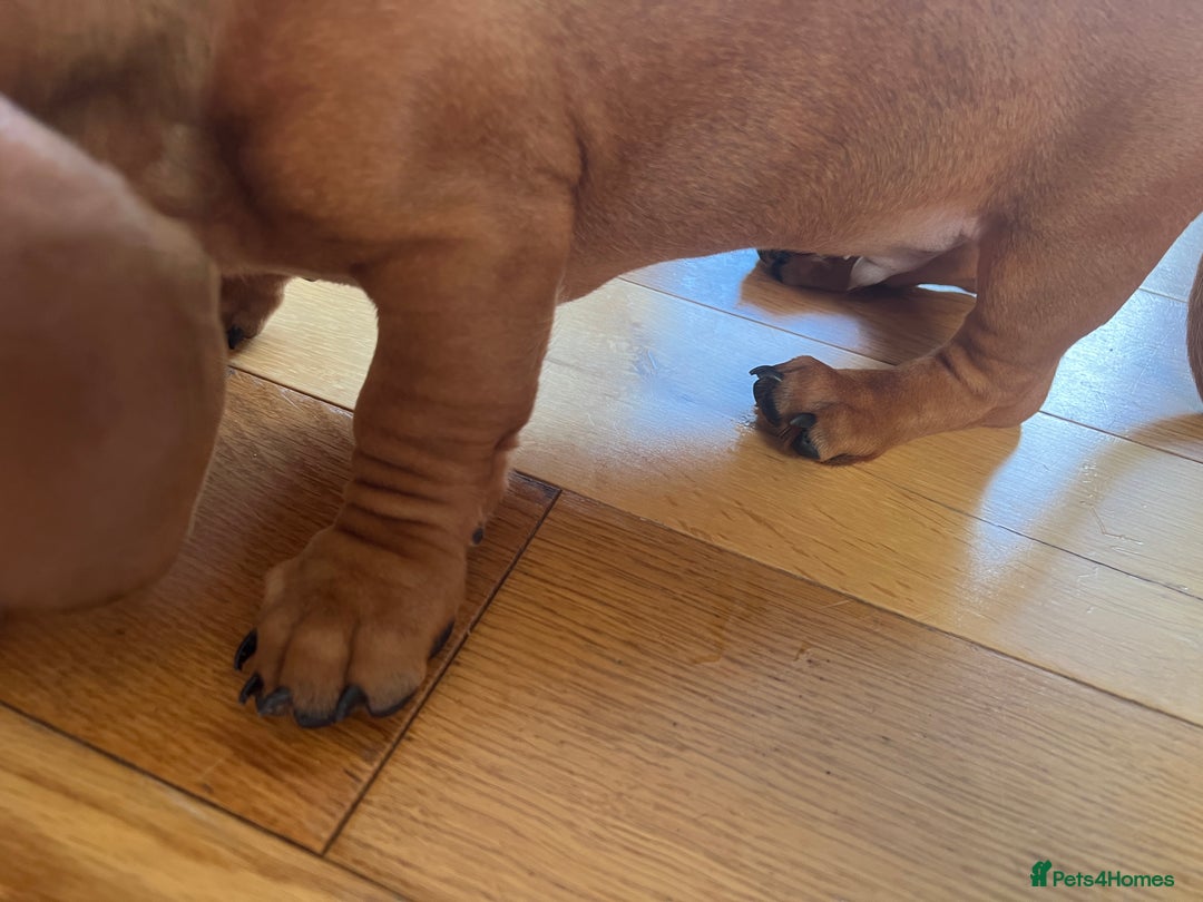 Dachshund dogs for sale: mini dachshund - Image 4