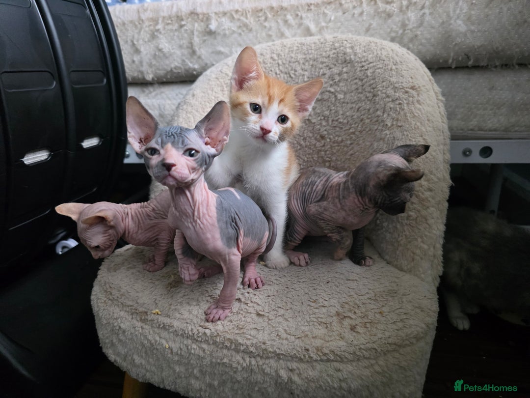 Mixed Breed cats for sale: Adorable Male Kitten – Sphynx x Devon Rex Cross - Advert 8
