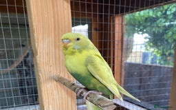 Budgerigars birds for sale: Baby budgies 8 weeks  - Image 14