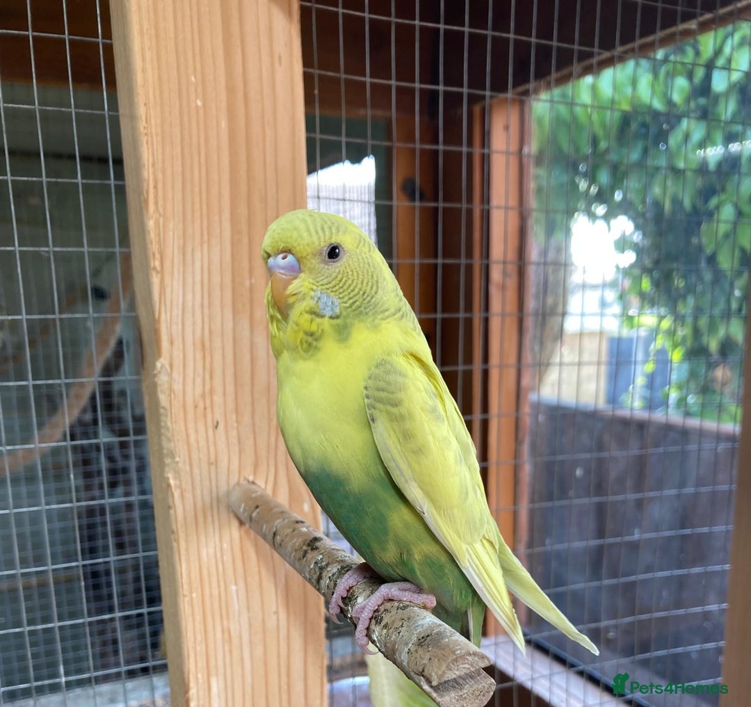 Budgerigars birds for sale: Baby budgies 8 weeks  - Image 14