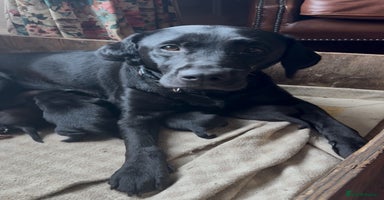 Labrador Retriever dogs - Advert 11