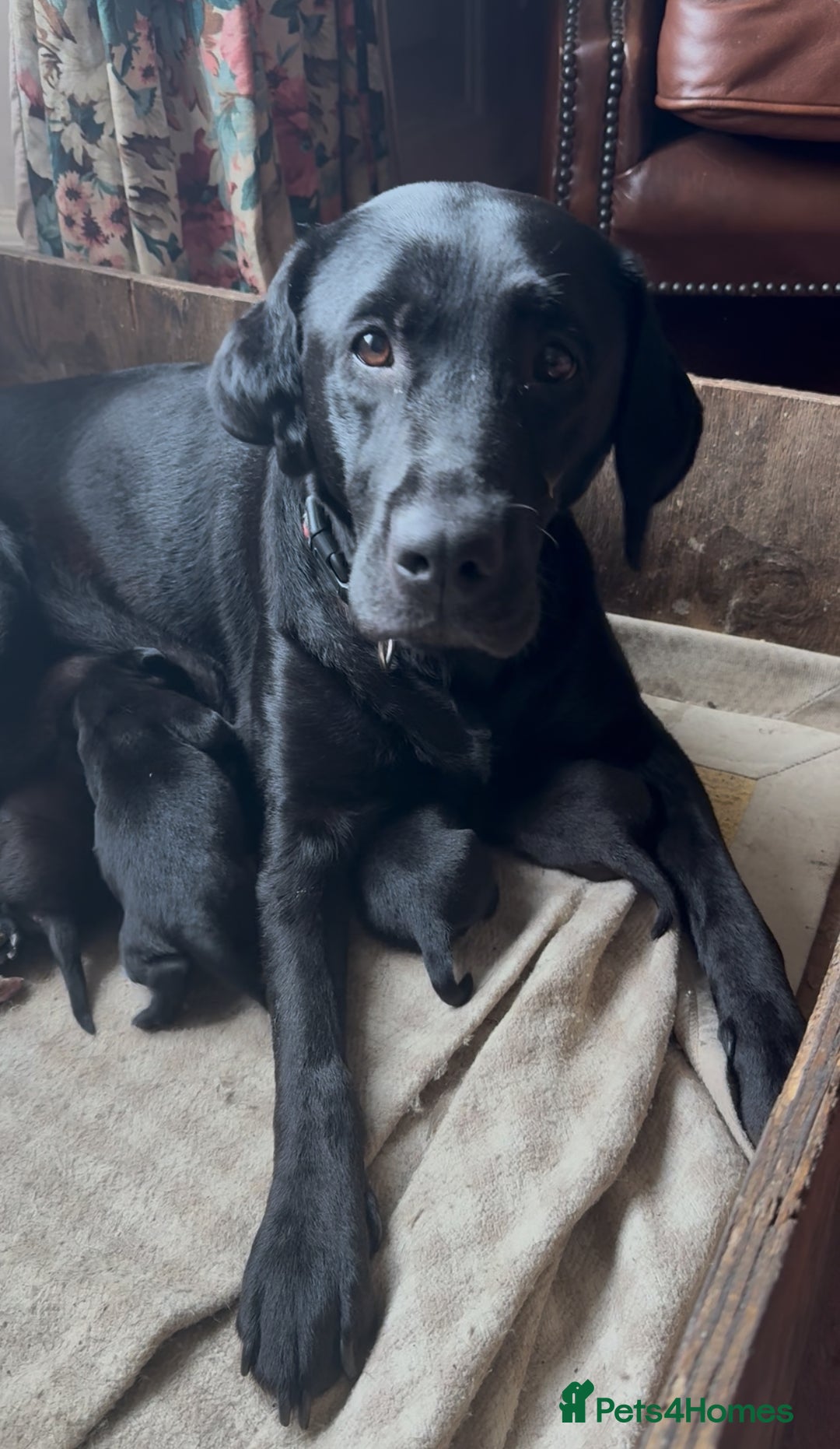 Labrador Retriever dogs for sale: Outstanding DRAKESHEAD working Labrador Puppies  - Image 2