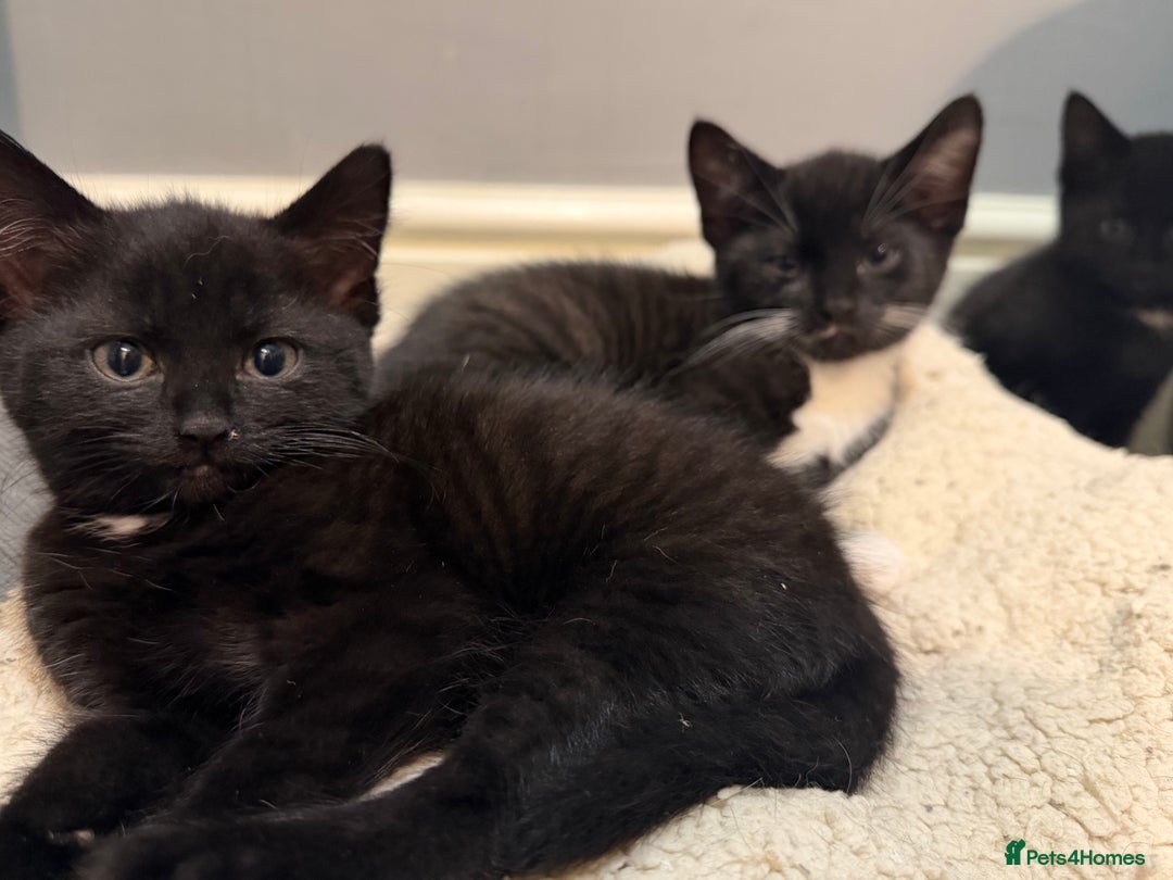 Mixed Breed cats for sale: 5 kittens for sale - Advert 2