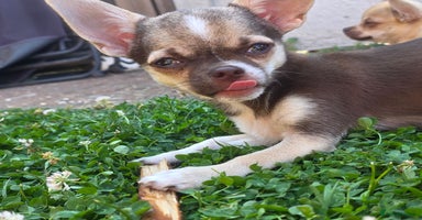 Chihuahua dogs in Basildon - Advert 2