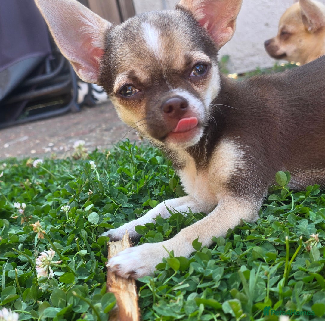 Chihuahua dogs for sale: BOY  Ready To Go✔️ in Basildon - Image 2