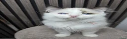 Ragdoll cats for sale: TICA Registered Pedigree Ragdoll Kittens - Advert 20