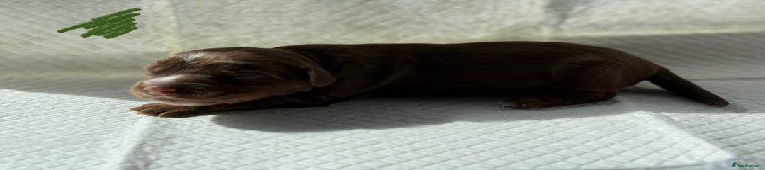 Sprocker Puppy 2
