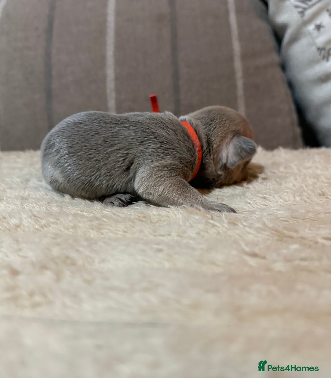 French Bulldog dogs for sale: French bulldog puppies - Advert 11