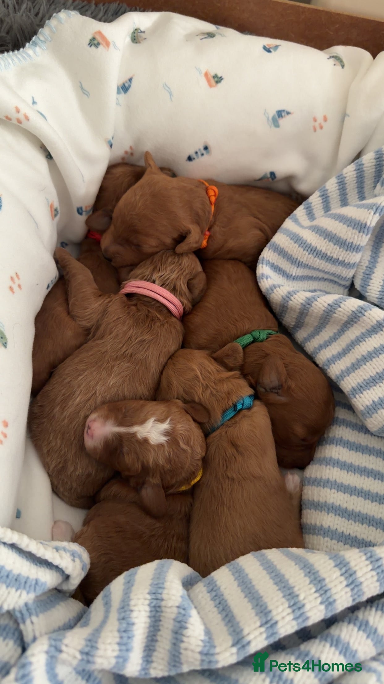 Australian Labradoodle dogs Australian Labradoodle puppies  - Advert 1