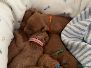 Australian Labradoodle dogs Australian Labradoodle puppies - Advert 1