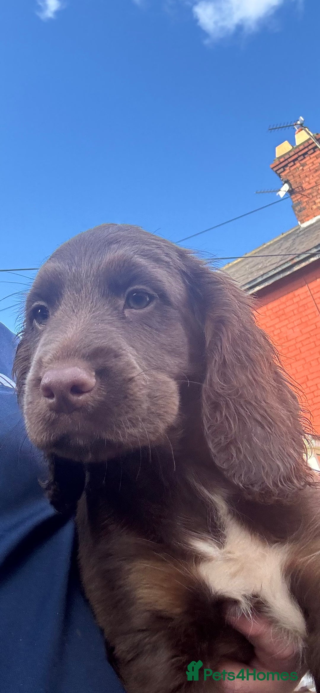 Cocker Spaniel dogs for sale: Working cocker spaniels  - Image 1