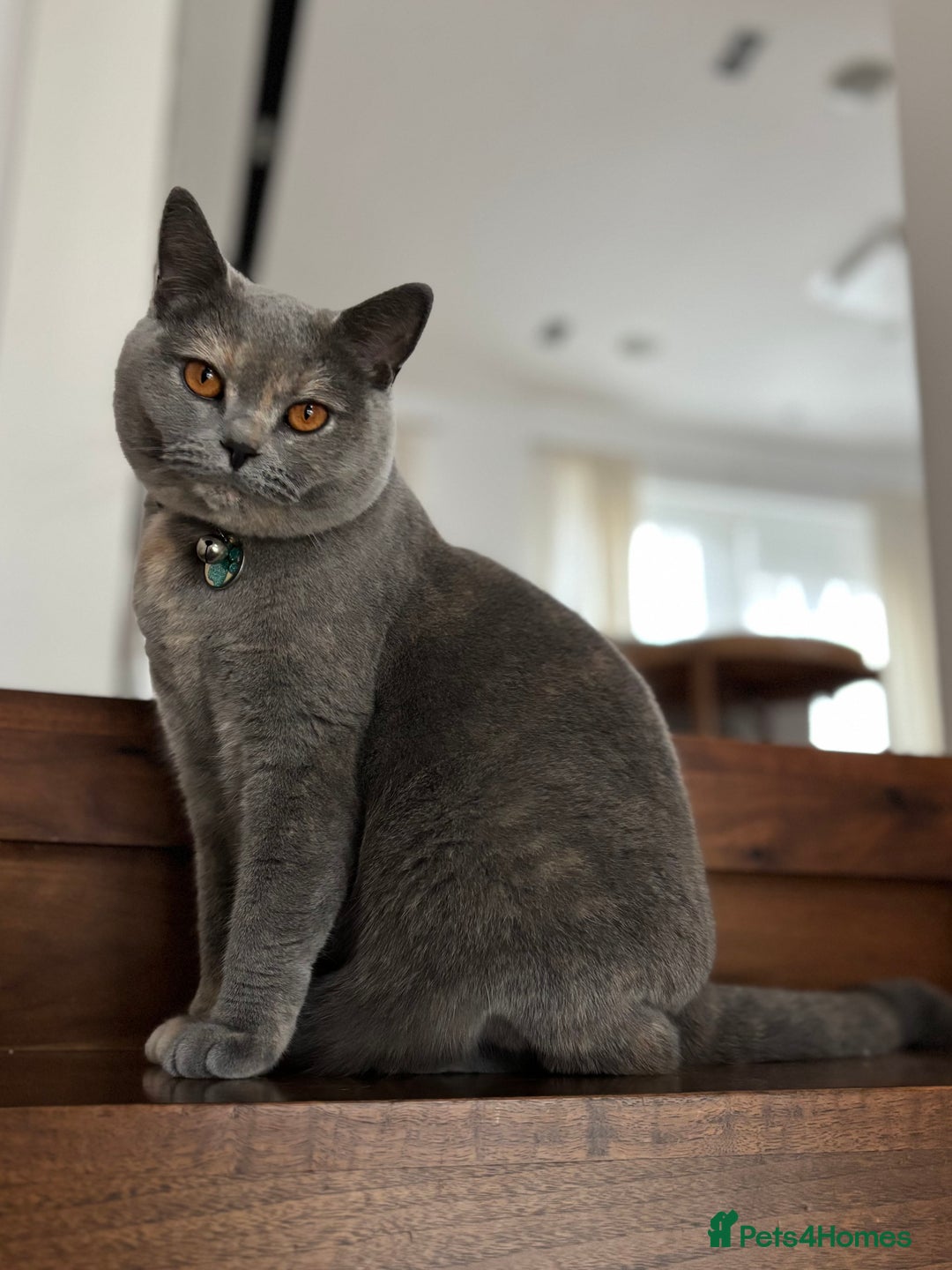 Scottish Fold cats for sale: Beautiful 3 Yr Old Scottish Fold - Advert 5