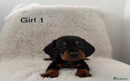 Mixed Breed dogs for sale: Docker dachshund ** paniel puppies  - Image 10