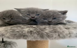 Scottish Fold cats for sale: Scottish Fold x Russian Blue Kittens  - Image 14
