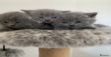Scottish Fold cats - Advert 3