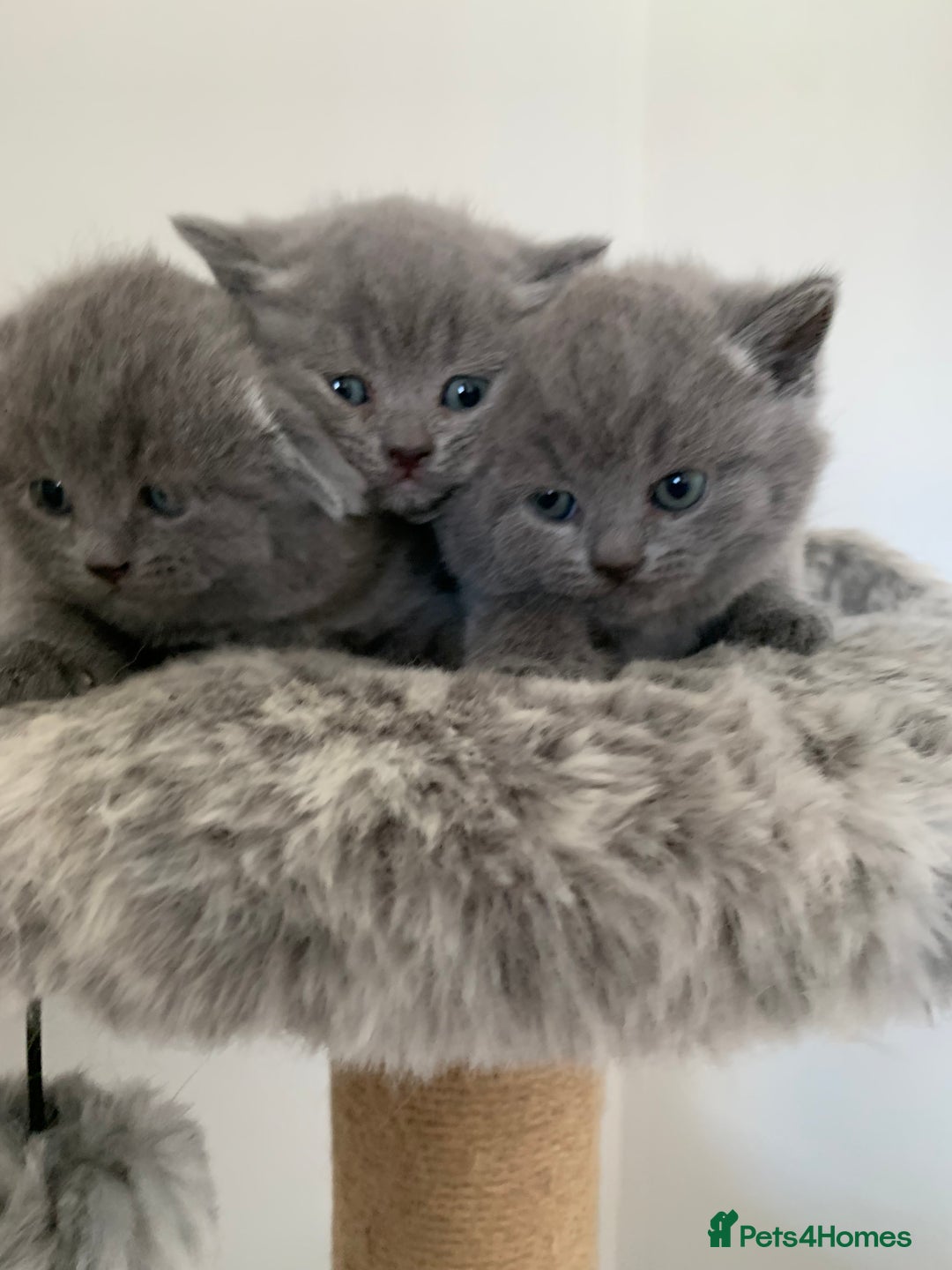Scottish Fold cats for sale: Scottish Fold x Russian Blue Kittens  - Image 14