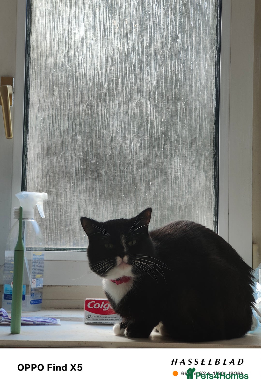American Shorthair cats for sale: Year Old Male Tuxedo - Dwizzle - Image 3