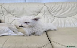 West Highland Terrier dogs for sale: KC REGISTERED WEST HIGHLAND TERRIERS - Image 20