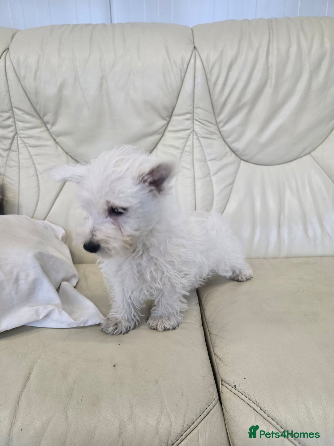 West Highland Terrier dogs for sale: KC REGISTERED WEST HIGHLAND TERRIERS - Image 20